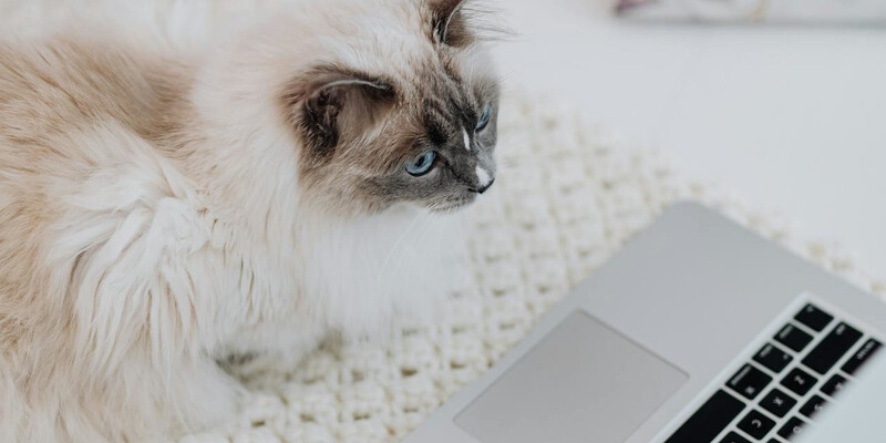 cat-computer